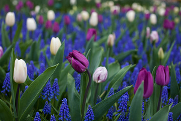 Tulips flowerbed in Keukenhof, Netherlands