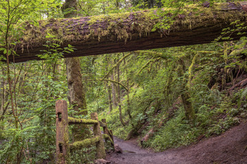 Downed old growth tree over nature trail