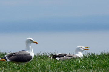 Black-backed gulls, Inchcolm Island, Scotland