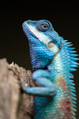 a close up shot of a blue lizard (lacerta viridis)