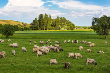 Herd of sheep on pasture