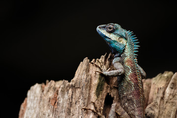 a close up shot of a blue lizard (lacerta viridis)