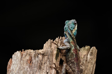 a close up shot of a blue lizard (lacerta viridis)