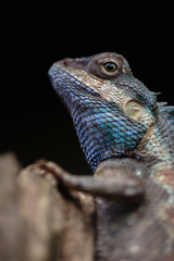 a close up shot of a blue lizard (lacerta viridis)