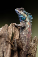 a close up shot of a blue lizard (lacerta viridis)