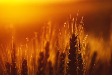 Ripe ear of the wheat in sunset