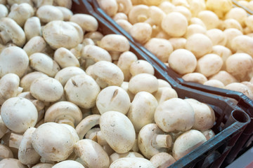 Organic champignon mushroom on farmers market