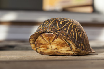 Florida box turtle on Wooden Deck