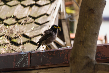 A bird eating a worm