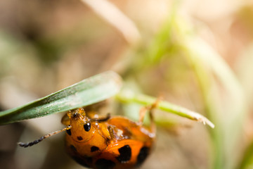 A macro shot of a tiny ladybug