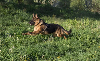 German shepherd runs in the summer park
