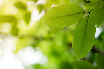 Fototapeta na wymiar Beautiful green leaf background