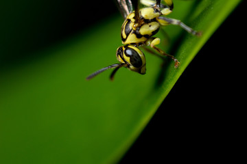 A macro shot of A wasp on a leaf