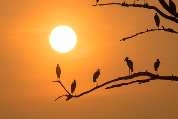 birds