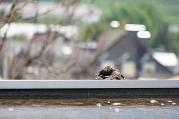 Amsel beim Baden in einem flachen Wasserbecken