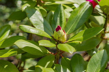 Obraz na płótnie Canvas Bud of Pink Rhododendron. Evegreen shrub.