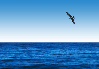 Fototapeta na wymiar Verano, mar con cielo degradado, gaviota, fondo para escribir texto