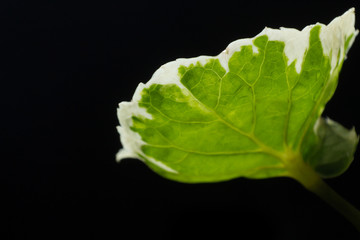 green leaf on dark background