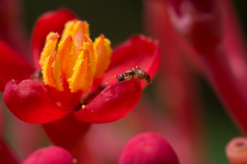 red flower with yellow pollen