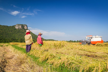 Farmers harvesting using combine harvesters