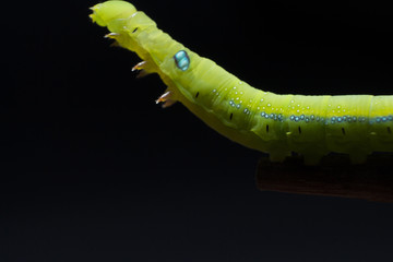 A macro shot of a Butterfly Caterpillar