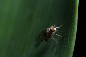 a macro shot of a little fly
