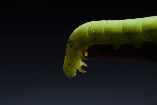 A macro shot of a Butterfly Caterpillar