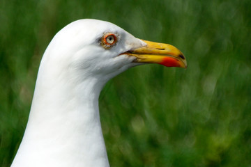 Black-backed gull, Inchcolm Island, Scotland