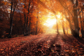 Autumn colors forest at sunny day