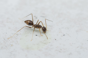 small feather ant eating syrup on marble table.