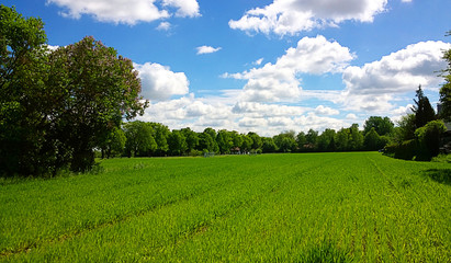 Rural summer landscape