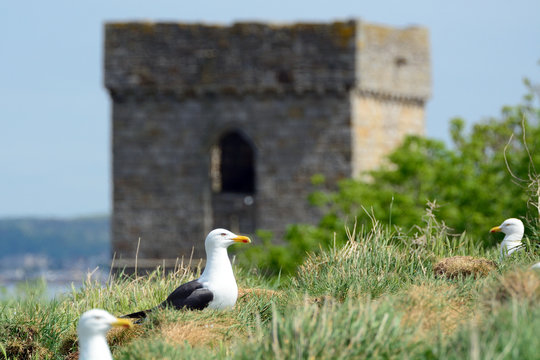 Black-backed gulls, Inchcolm Island, Scotland