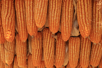 Golden dried corns hanging in rows for background.