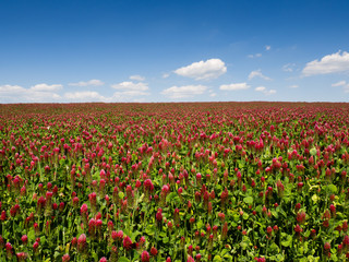 Field of blooming clover