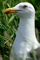 Black-backed gull, Inchcolm Island, Scotland