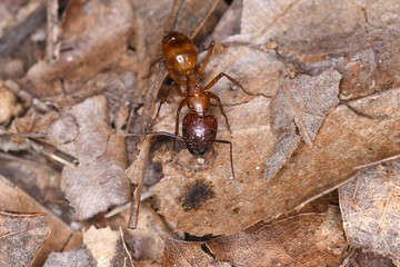 Ant on Leaf
