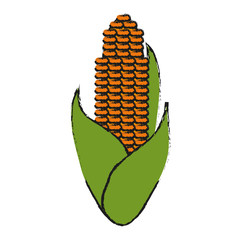 corn vegetable icon image vector illustration design 