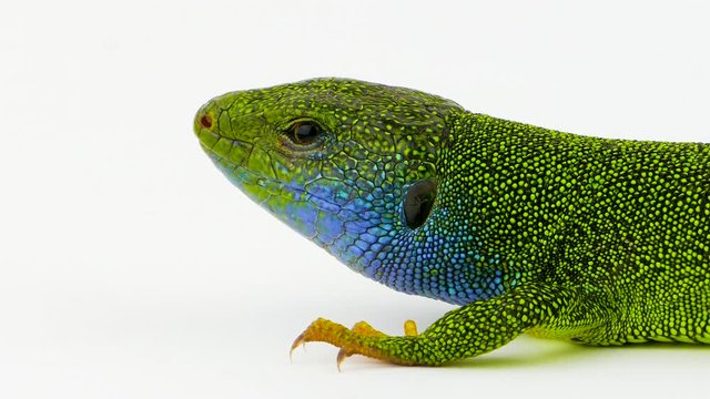 Green lizard on white