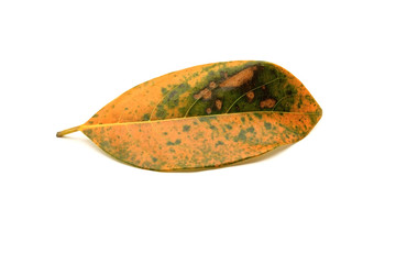 A yellow with a bit green color drop leaf on white background, include clipping path.