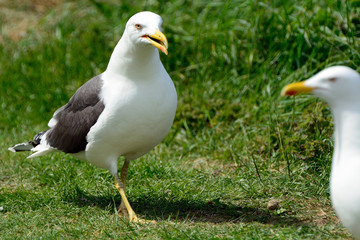 Black-backed gulls, Inchcolm Island, Scotland