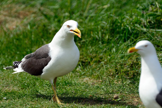 Black-backed gulls, Inchcolm Island, Scotland