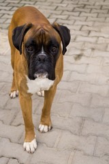 Boxer dog