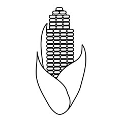 corn vegetable icon image vector illustration design  single black line