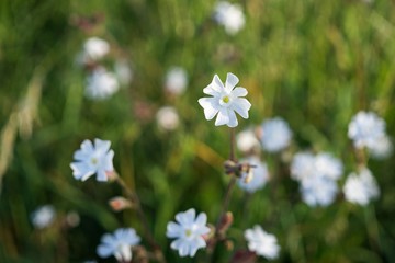 Meadow flowers. Slovakia