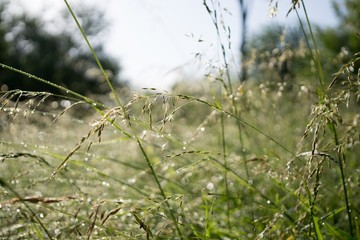 Morning dew droplets on grass. Slovakia