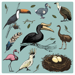 hand drawn vector realistic bird, sketch graphic style, set of domestic. griffon vultures, cockatoo parrot. rhinoceros hornbill, toco toucan, flamingo and extinct species. moa, dodo and feather. © artbalitskiy