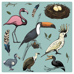 hand drawn vector realistic bird, sketch graphic style, set of domestic. griffon vultures, cockatoo parrot. rhinoceros hornbill, toco toucan, flamingo and extinct species. moa, dodo and feather. © artbalitskiy