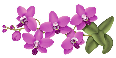 Fototapeta na wymiar Horizontal branch of orchid flowers. Realistic vector illustration on isolated background.