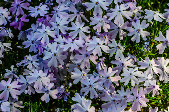 Blossoming phlox in forest