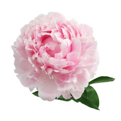 Pink peony isolated on white background © vetre
